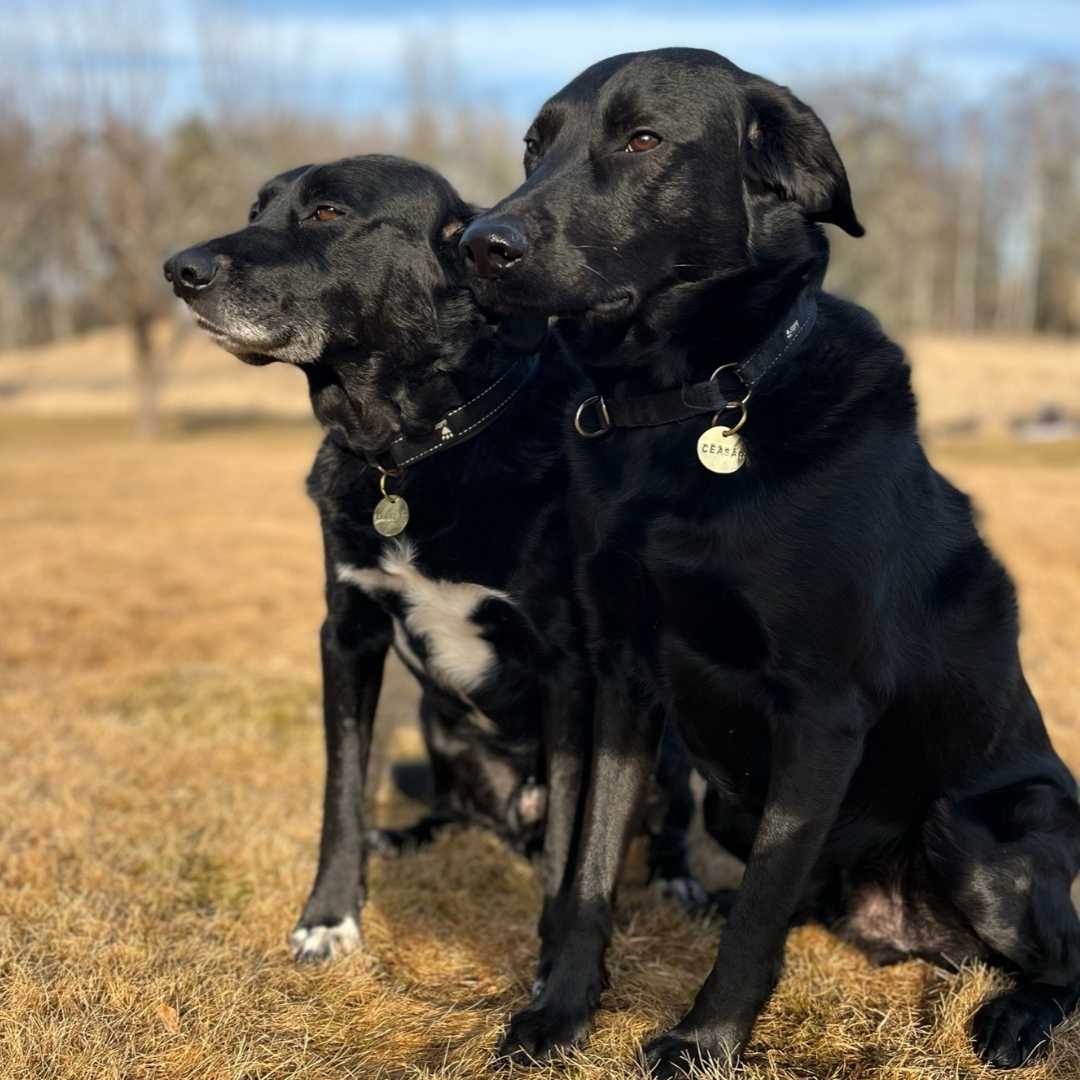 Namnbricka (DogTag) återbrukad mässing