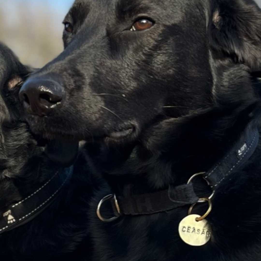 Namnbricka (DogTag) återbrukad mässing